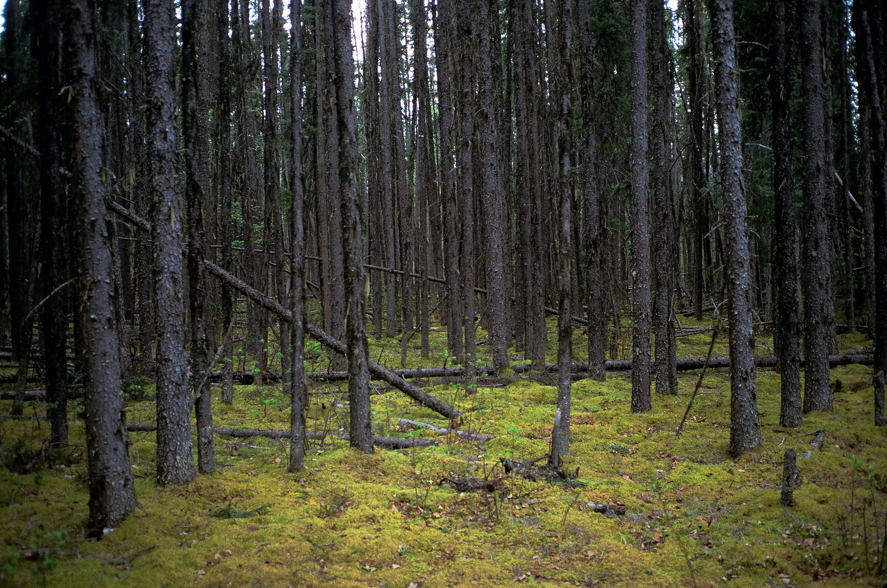 north photograph 8