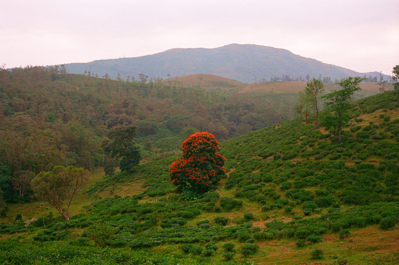 flora photograph 9