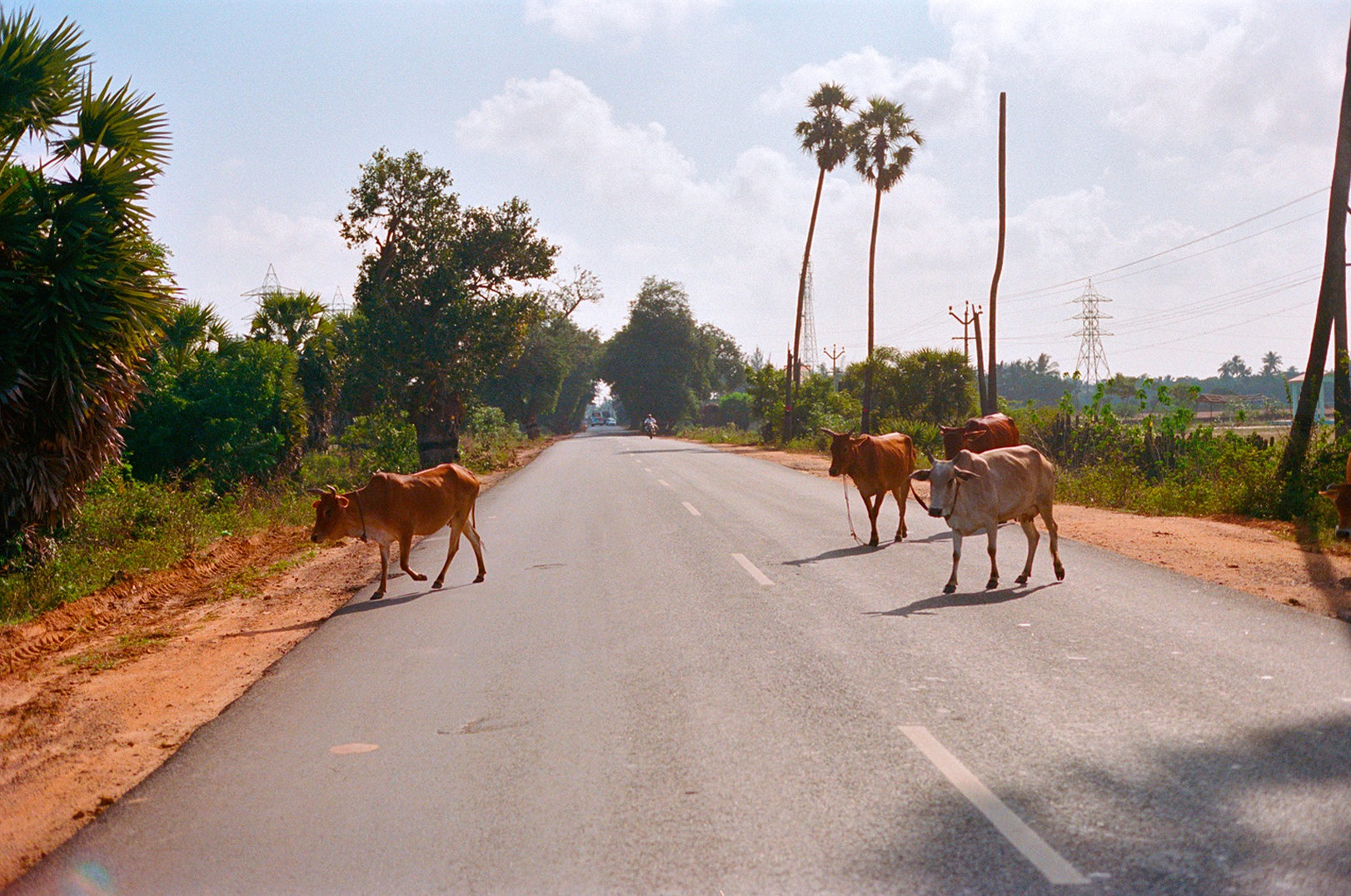 fauna photograph 1