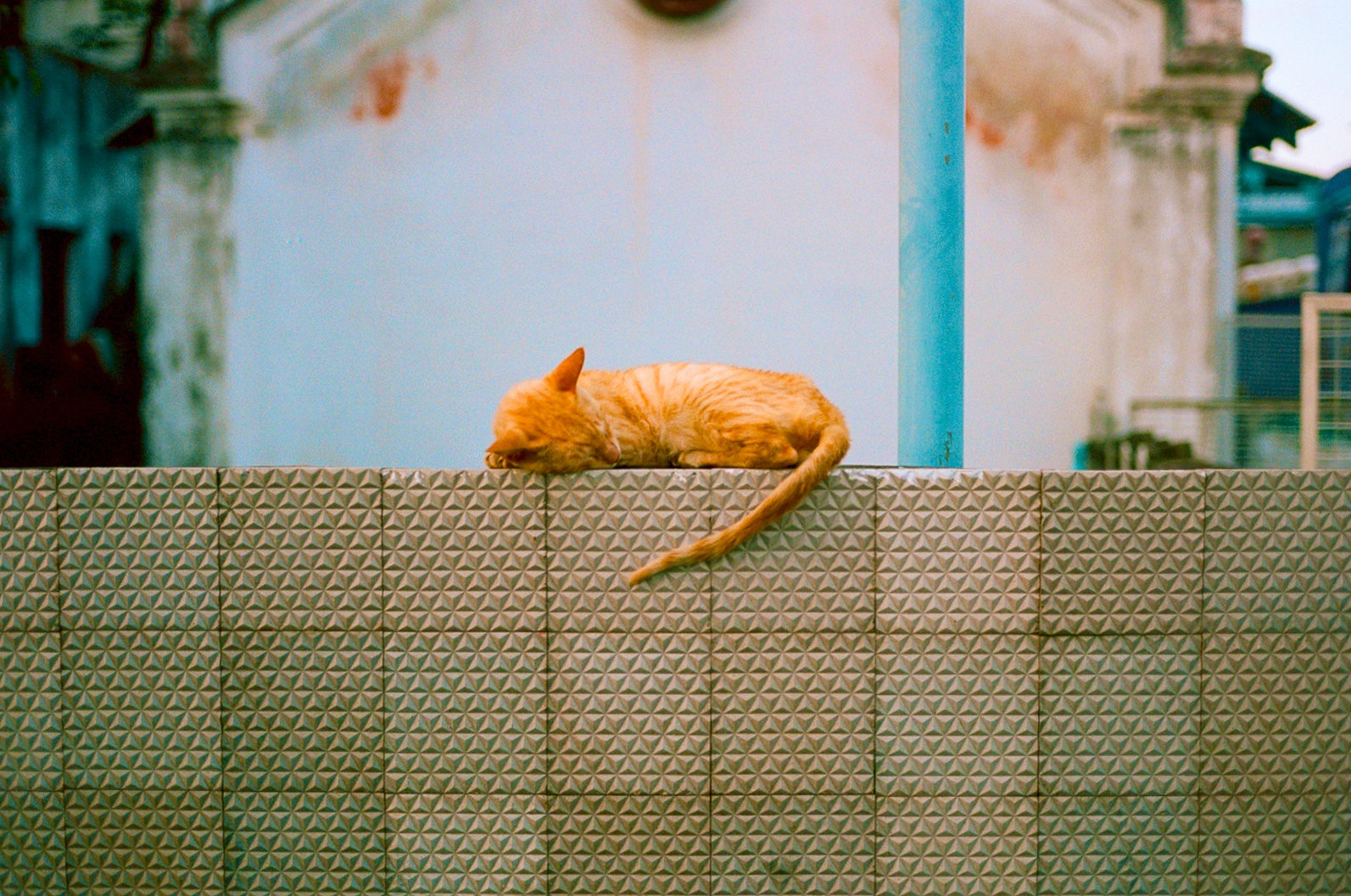 fauna photograph 5