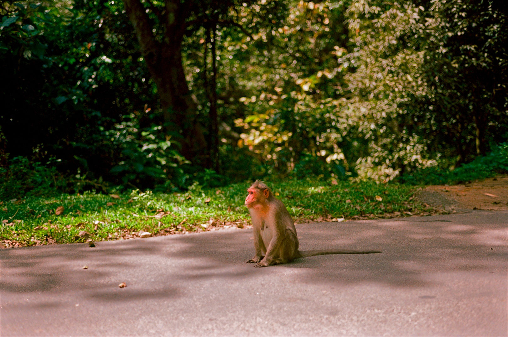 fauna photograph 16