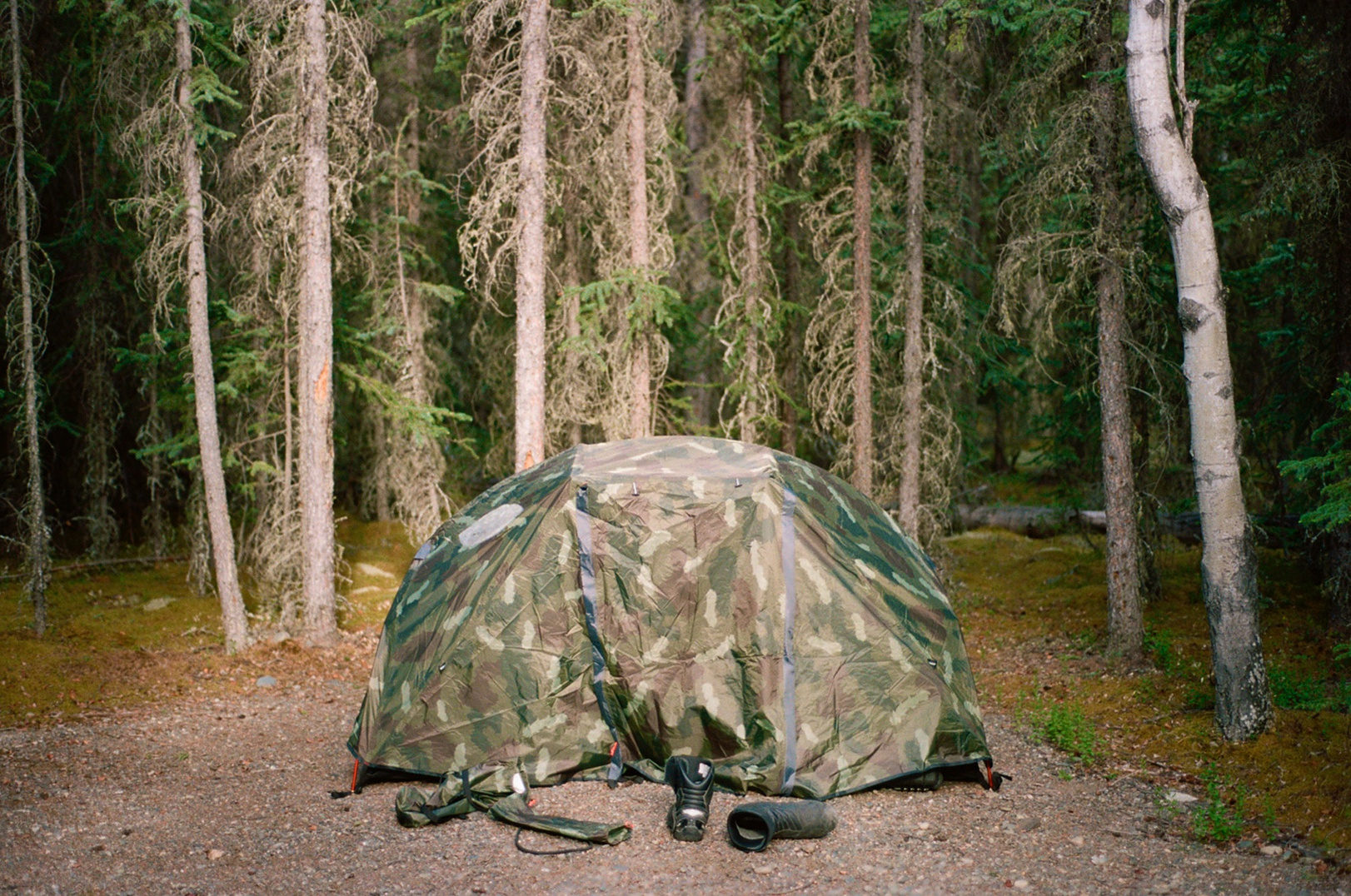 arctic stag photograph 32