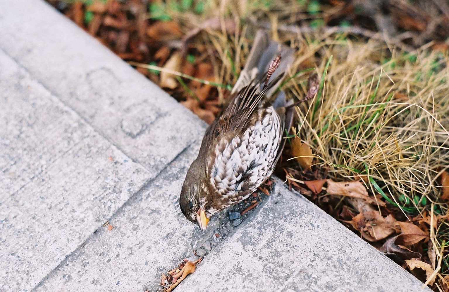 wildlife photograph 19